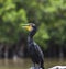 Neotropical cormorant Phalacrocorax brasilianus, also known as biguaÌ, mbiguaÌ, cormorant, black cormorant, 2 sea crow, 2 yeco